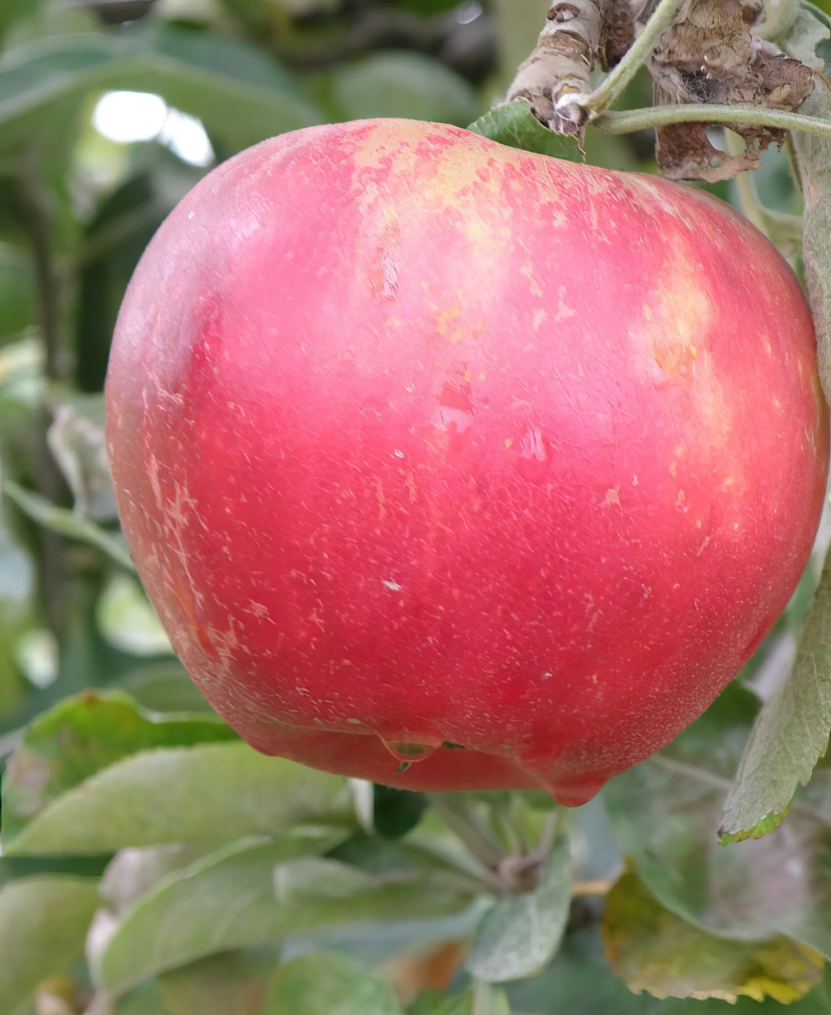 Akane Apple