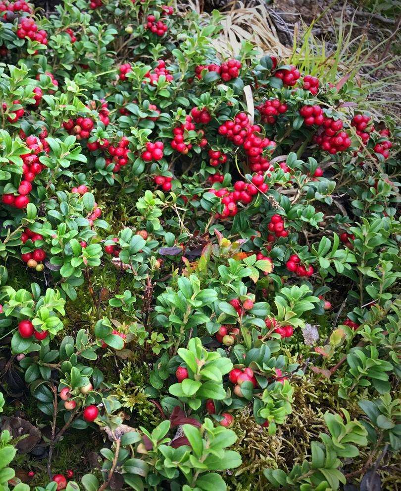 Arctic Blast Lingonberry Bundle (6 plants) - Image 3