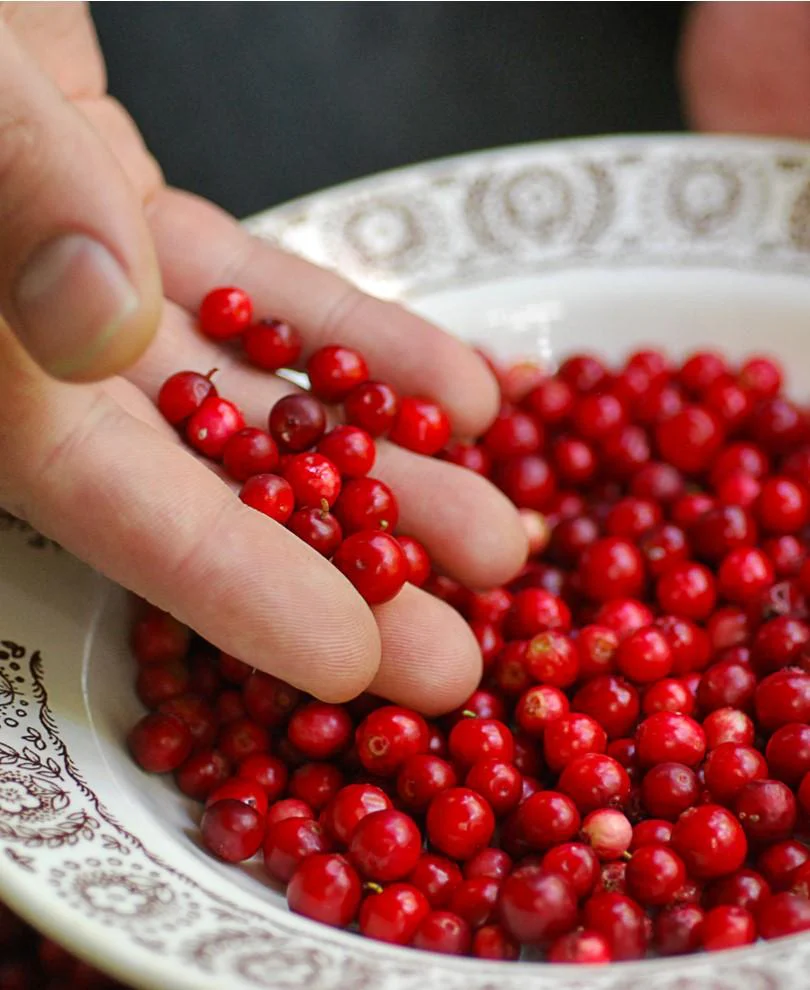 Arctic Blast Lingonberry Bundle (6 plants) - Image 5