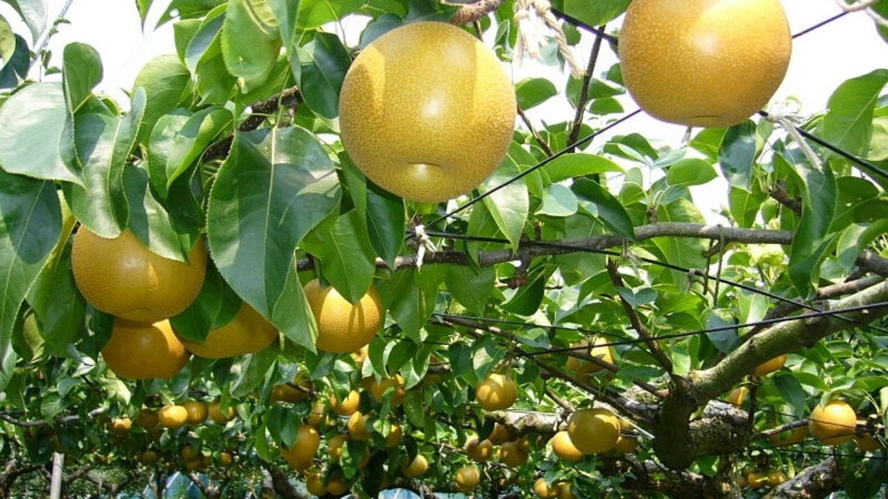 Atago Asian Pear