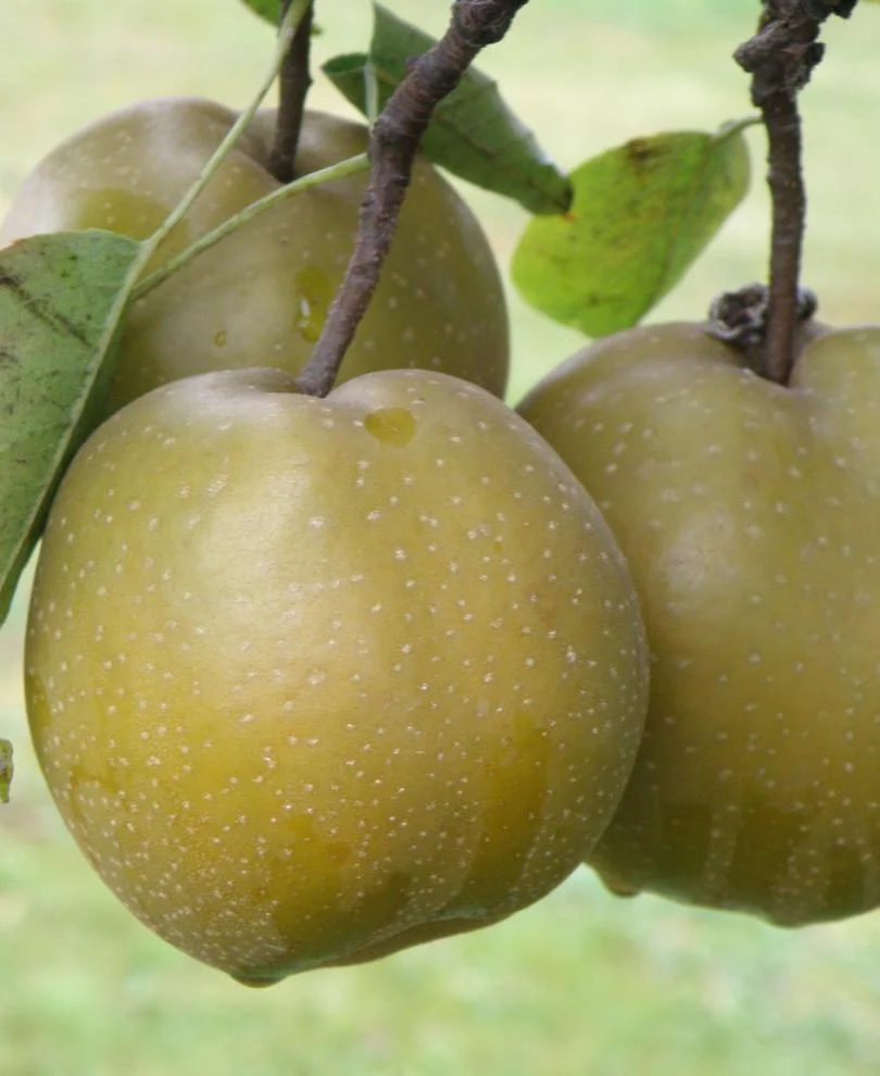 Atago Asian Pear - Image 2