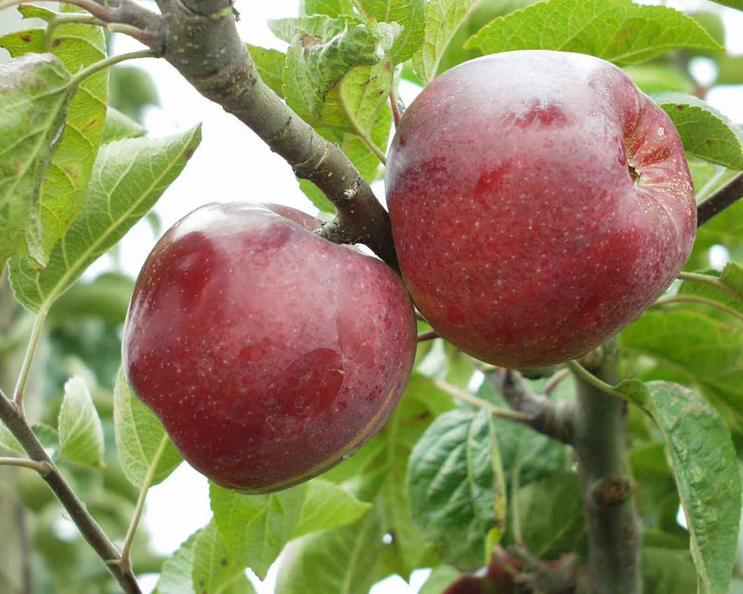 Belmac Apple