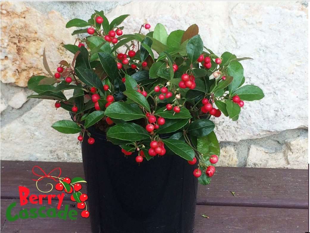 Berry Cascade â„¢ Wintergreen