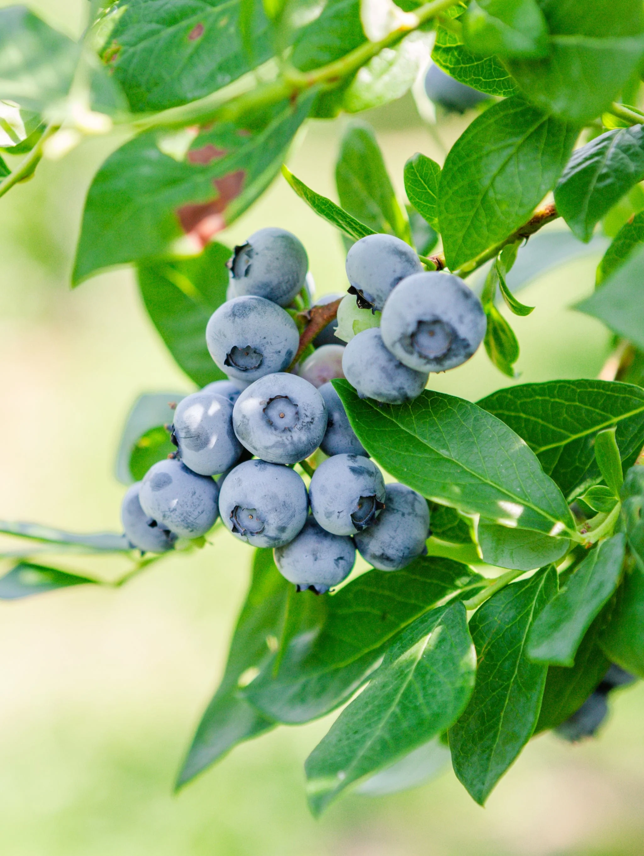 Big Blueberry Bundle no.3