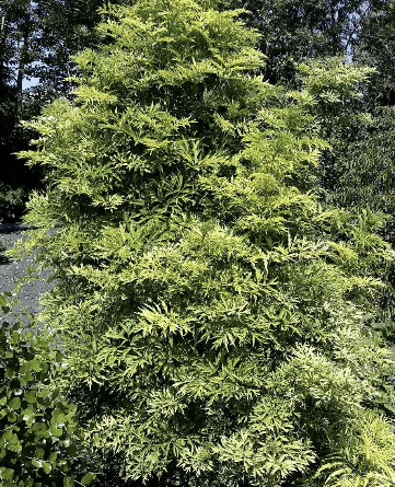 Golden Towerâ„¢ Elderberry