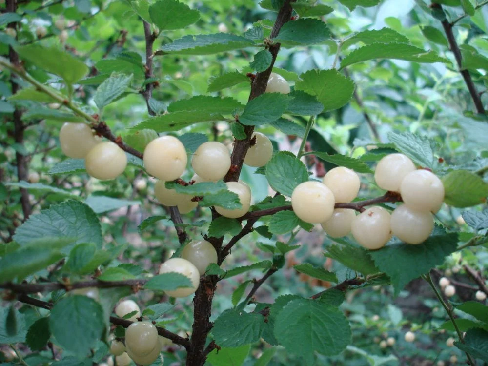 Blanca P. Tomentosa