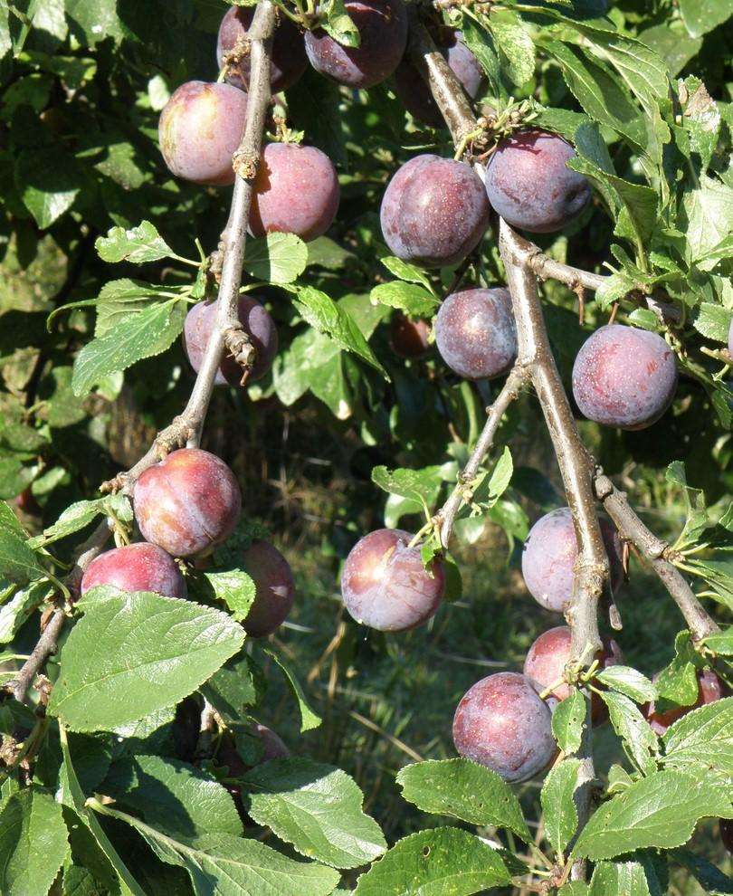 Blau de Belgique European Plum