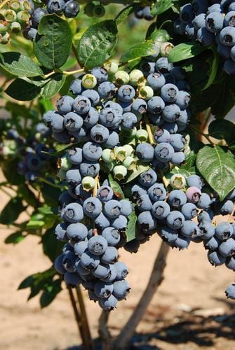 Bluecrop Blueberry - Image 2