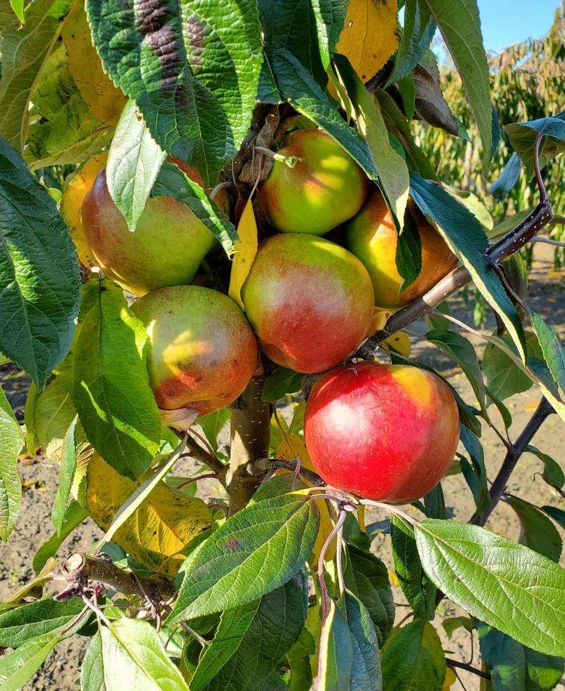 Blushing Delight™ Urban™ Columnar Apple