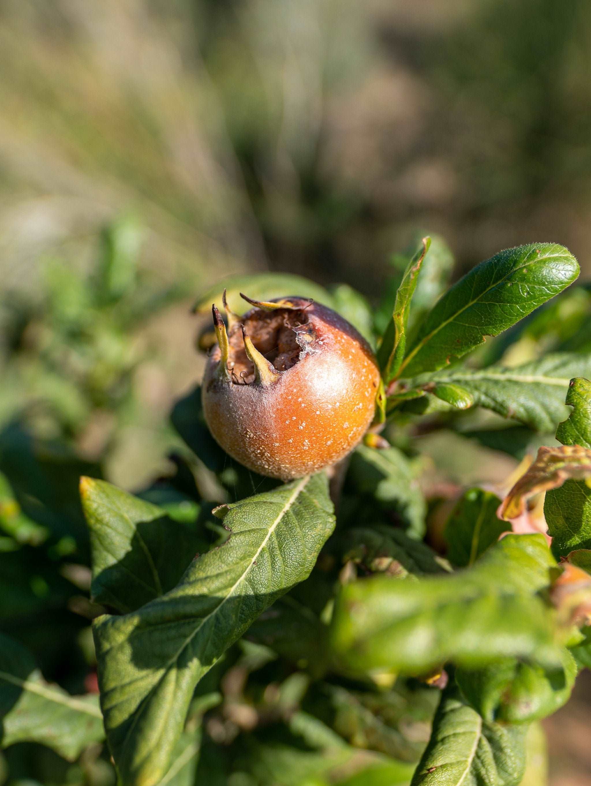 Breda Giant Medlar