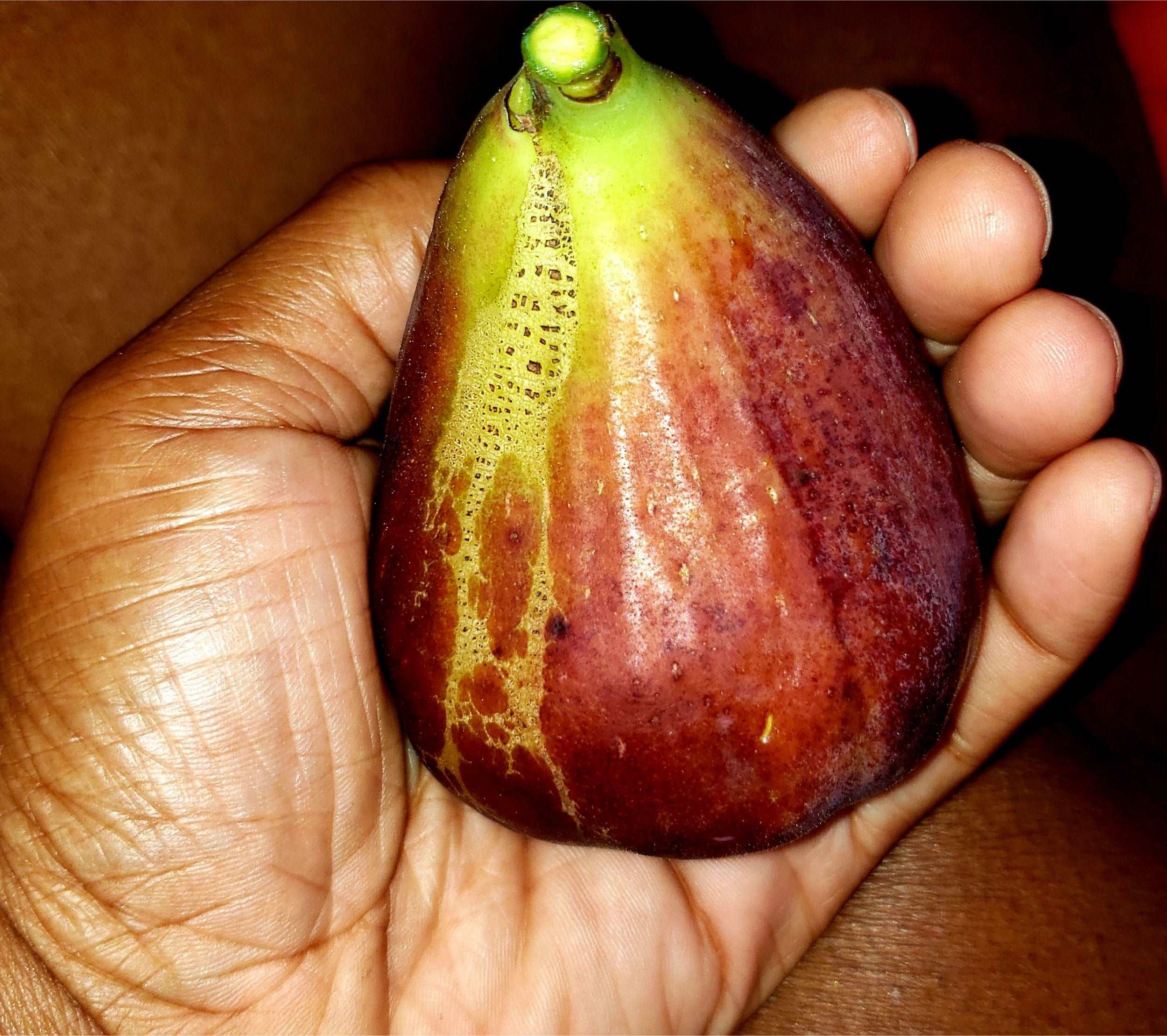 Brown Turkey Fig