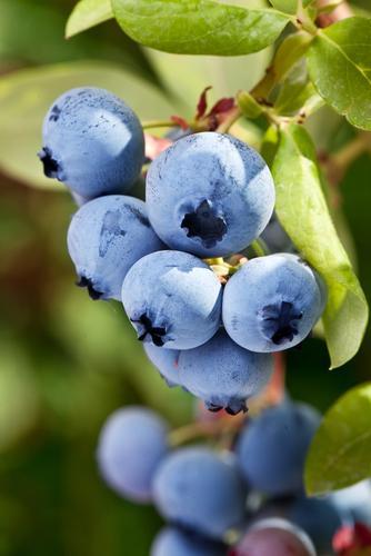 Burgundy Maine Blueberry