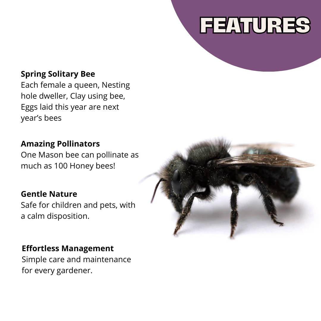 Buy Mason Bees | 40+ OBA Certified Cocoons with Free 2 Day Shipping - Image 3
