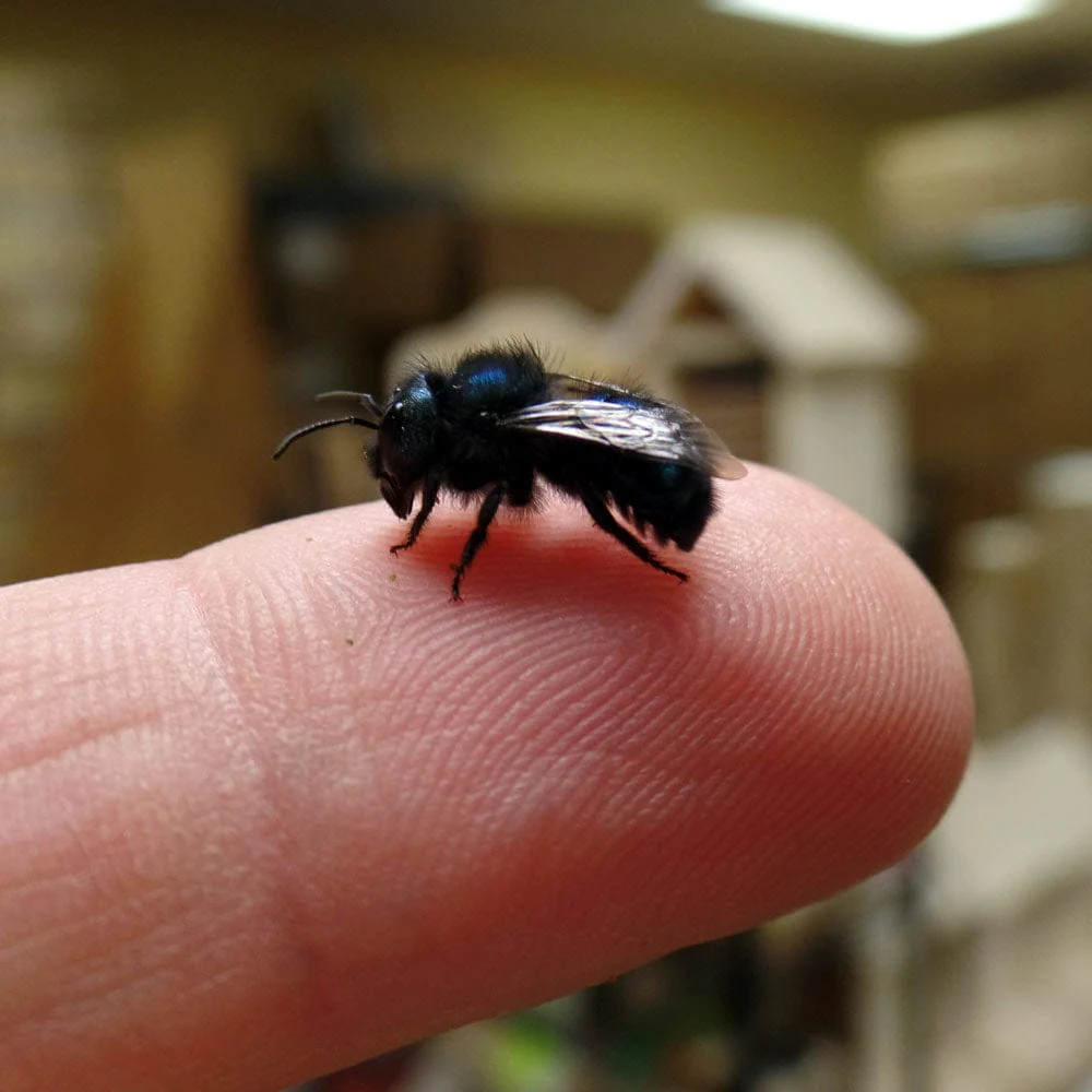Buy Mason Bees | 40+ OBA Certified Cocoons with Free 2 Day Shipping - Image 5