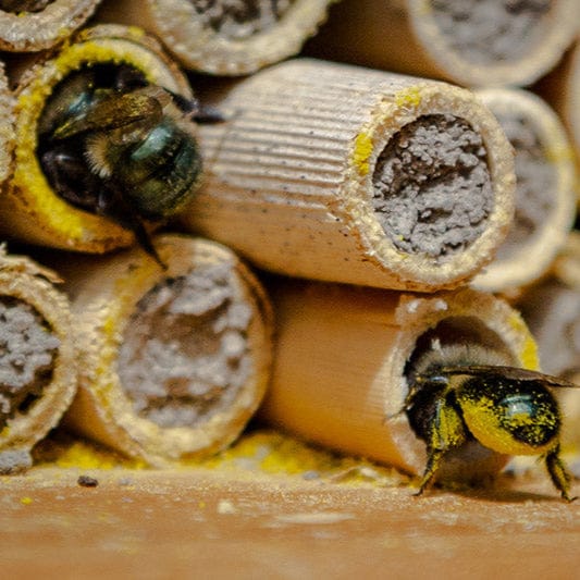 Buy Mason Bees | 40+ OBA Certified Cocoons with Free 2 Day Shipping - Image 6