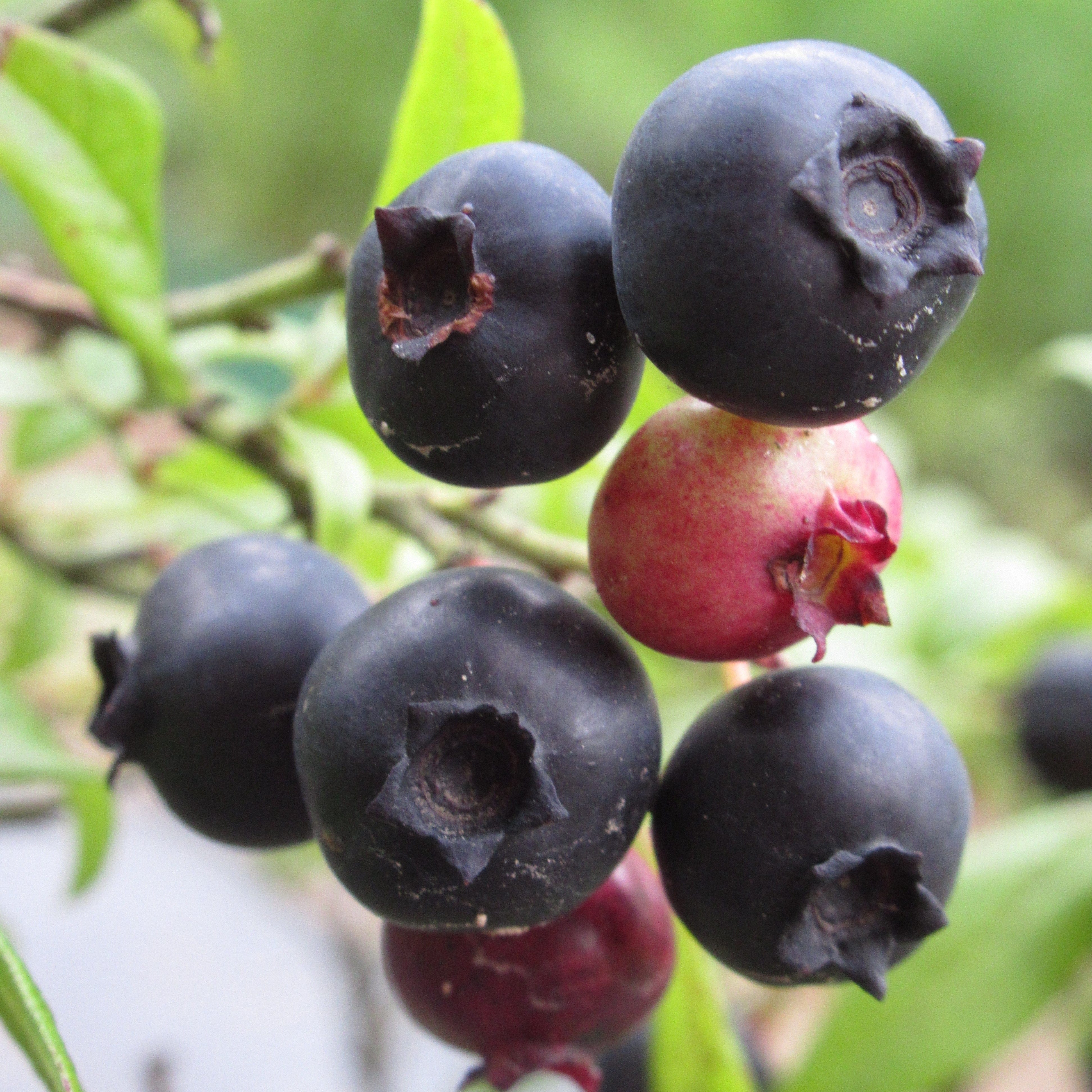 Mini Blueberry Twin Pack (2 Plants)