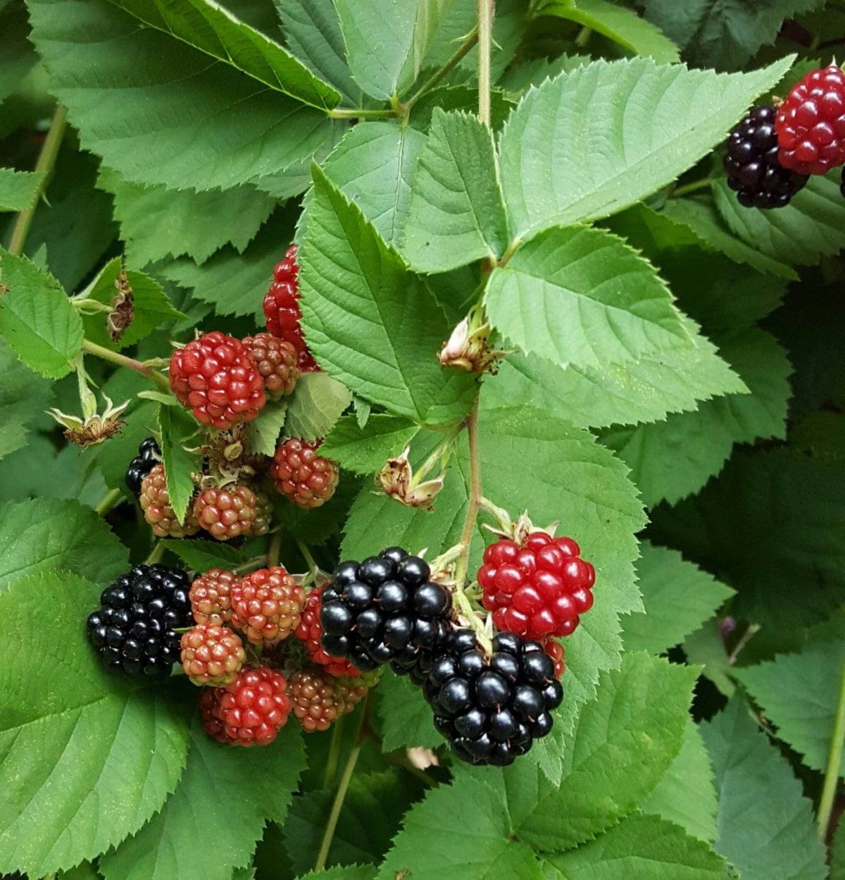 Celestial Thornless Blackberry