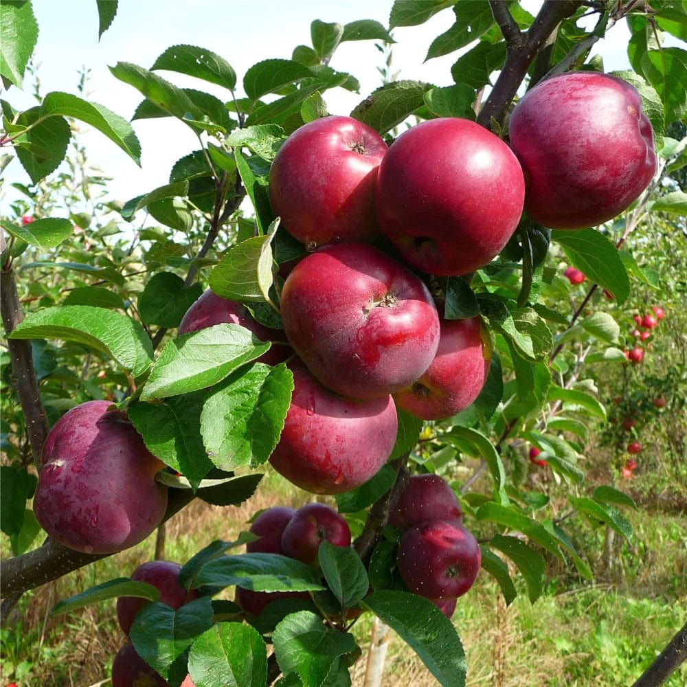Cosmic Crisp and Spartan Apple Bundle (3 Trees) - Image 2