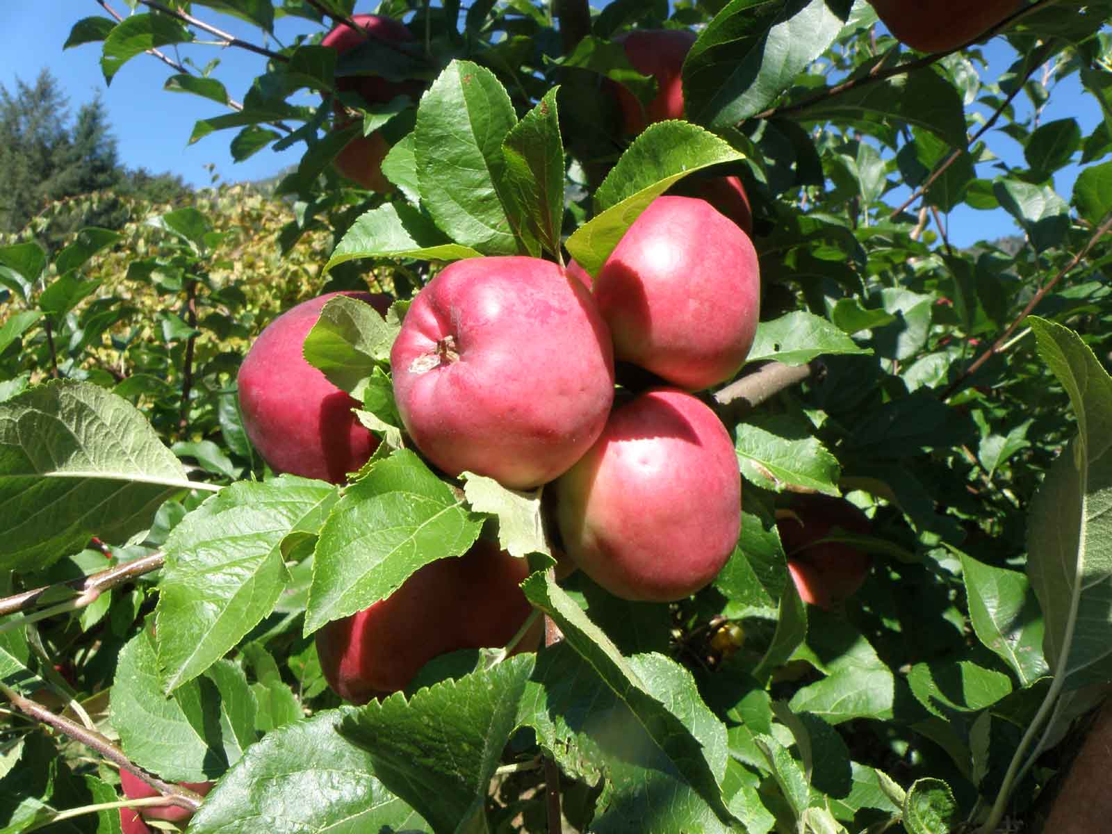Dayton Apple