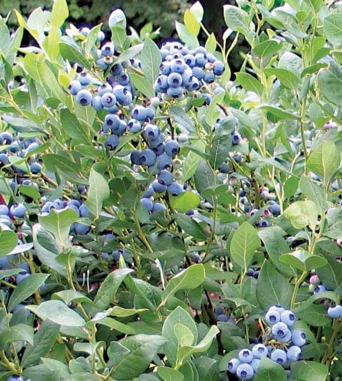 Draper Blueberry