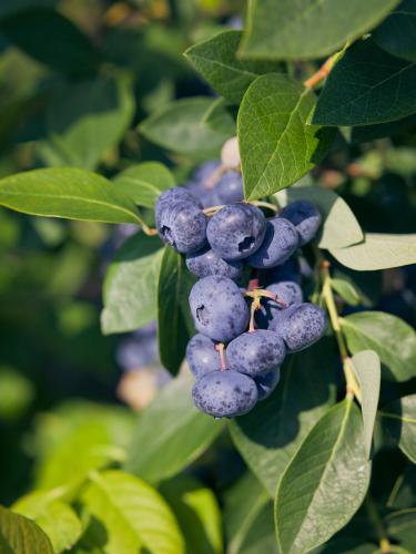 Emerald Blueberry