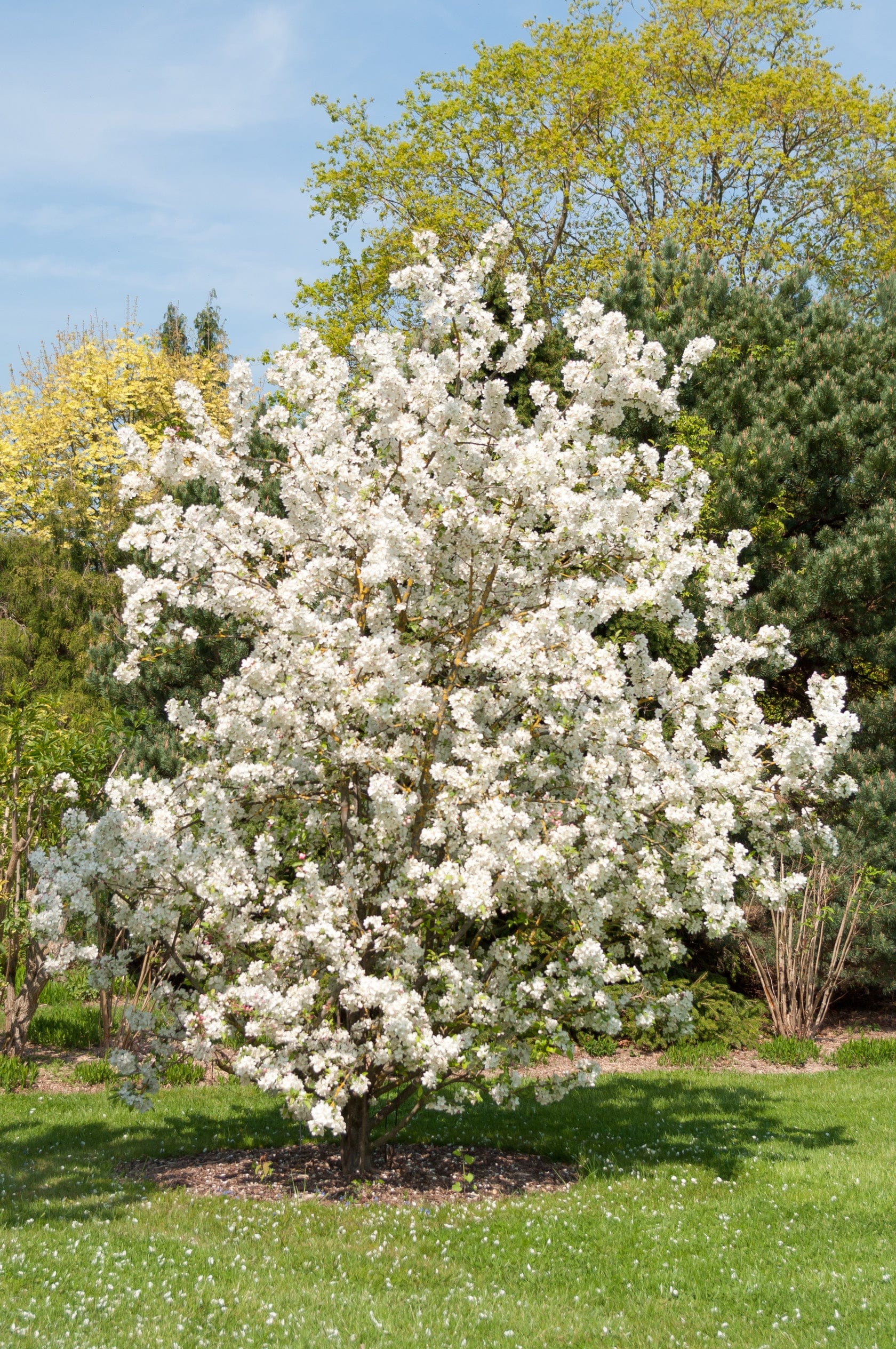 Evereste Crabapple - Image 2