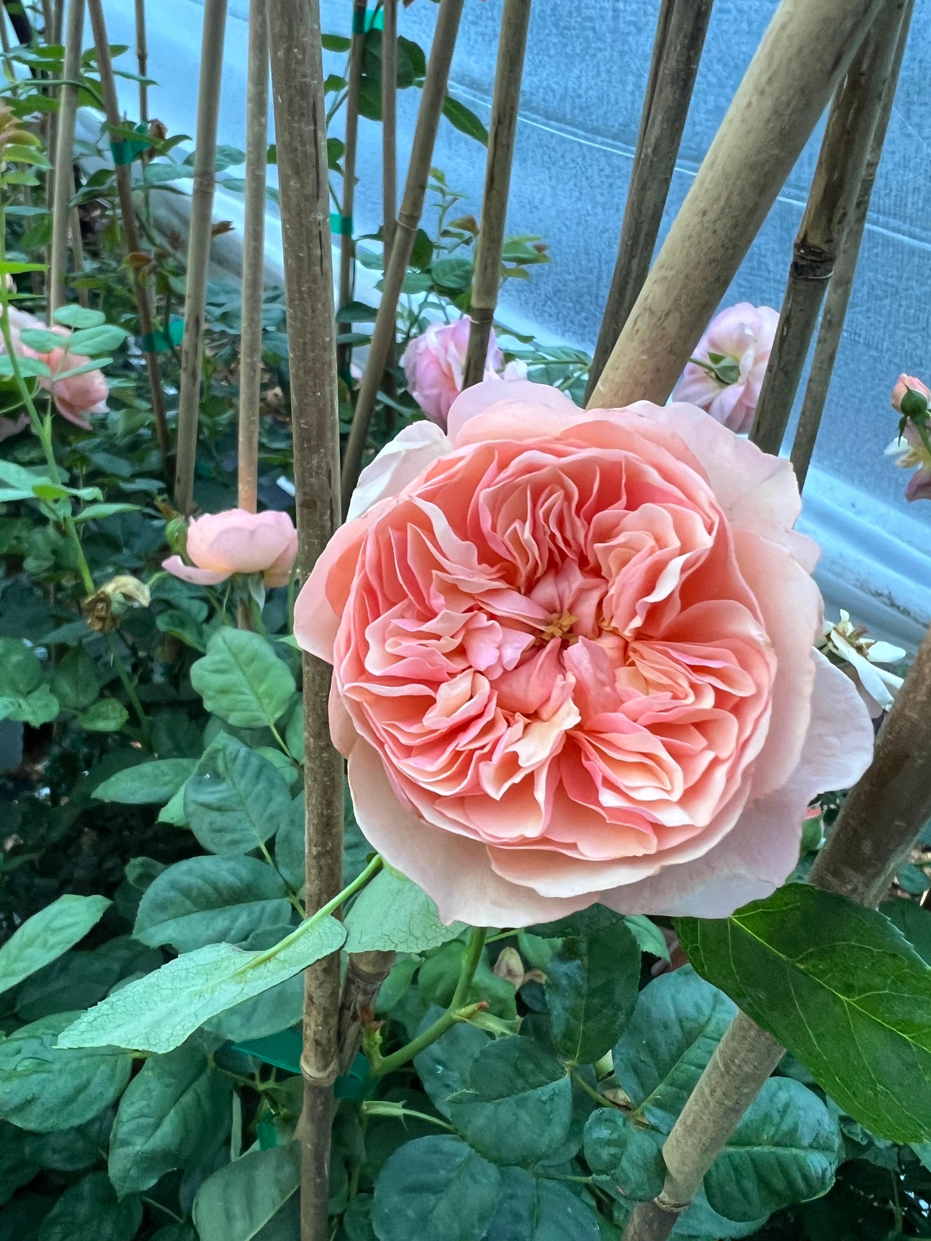 FLAVORETTE™ Honey-Apricot Rose - Image 3