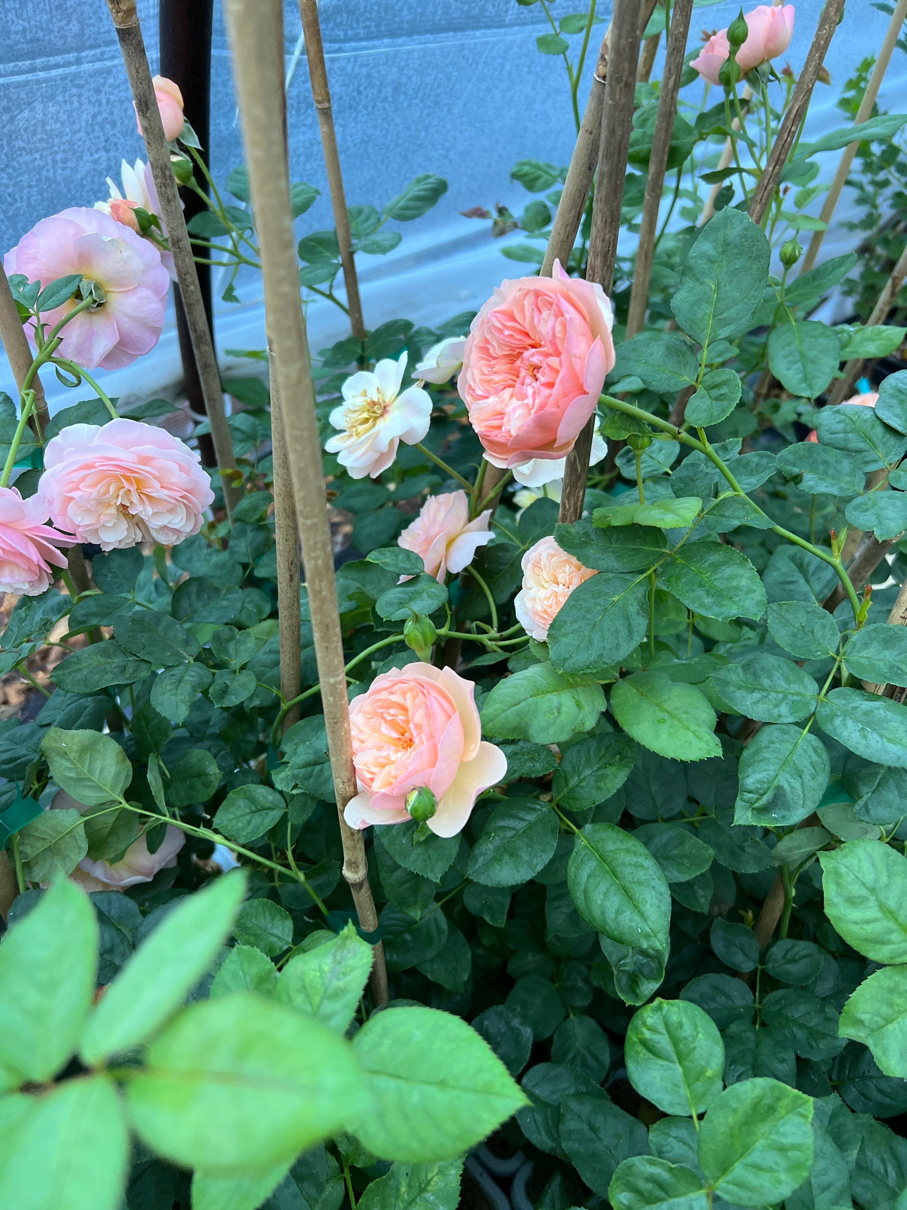 FLAVORETTE™ Honey-Apricot Rose - Image 4