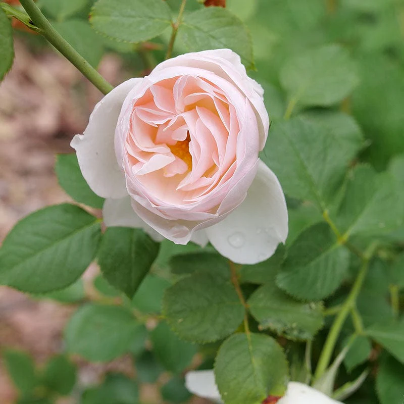 FLAVORETTE PEARāDĀ® Rose
