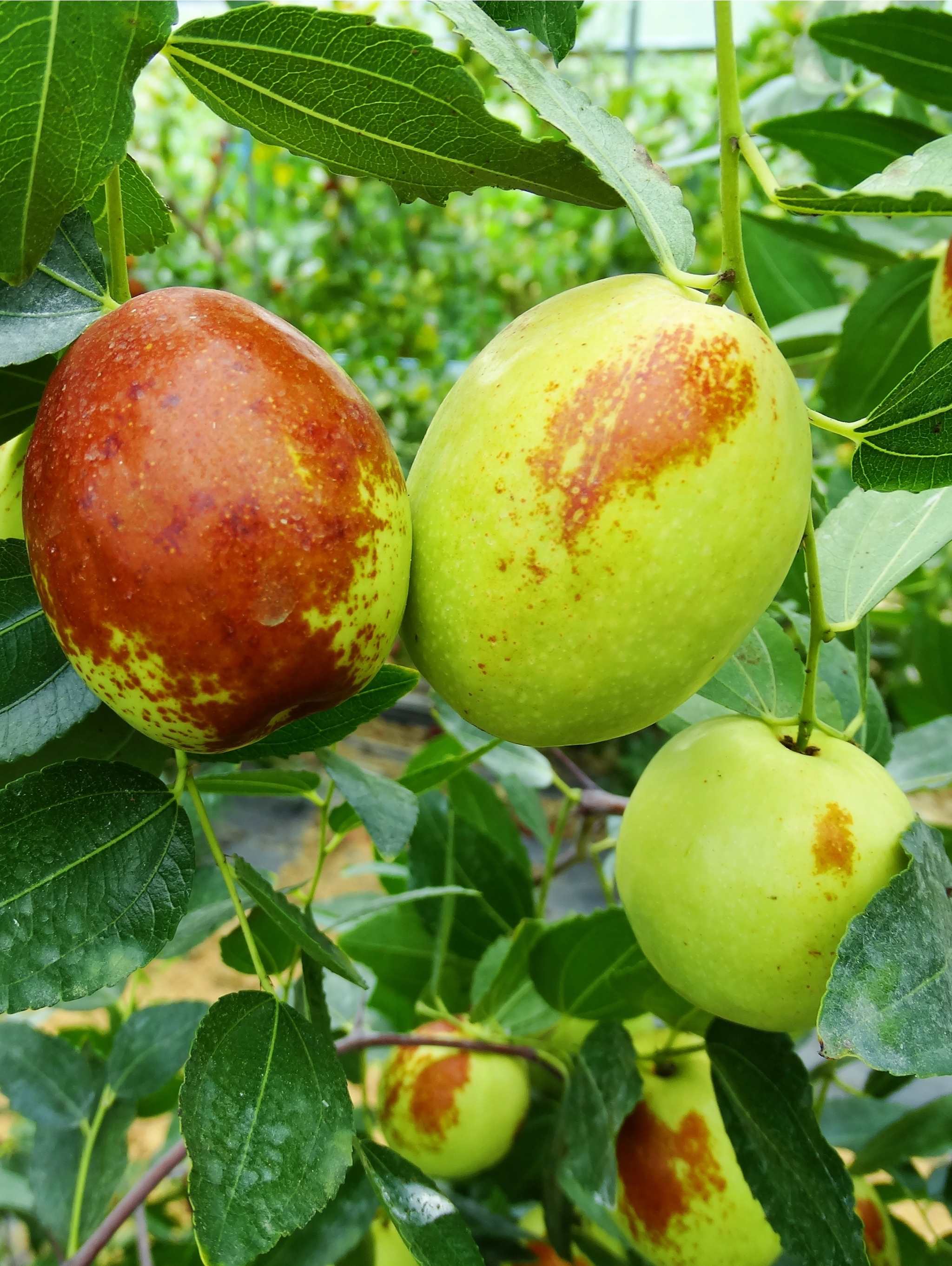 Honey Jar Jujube