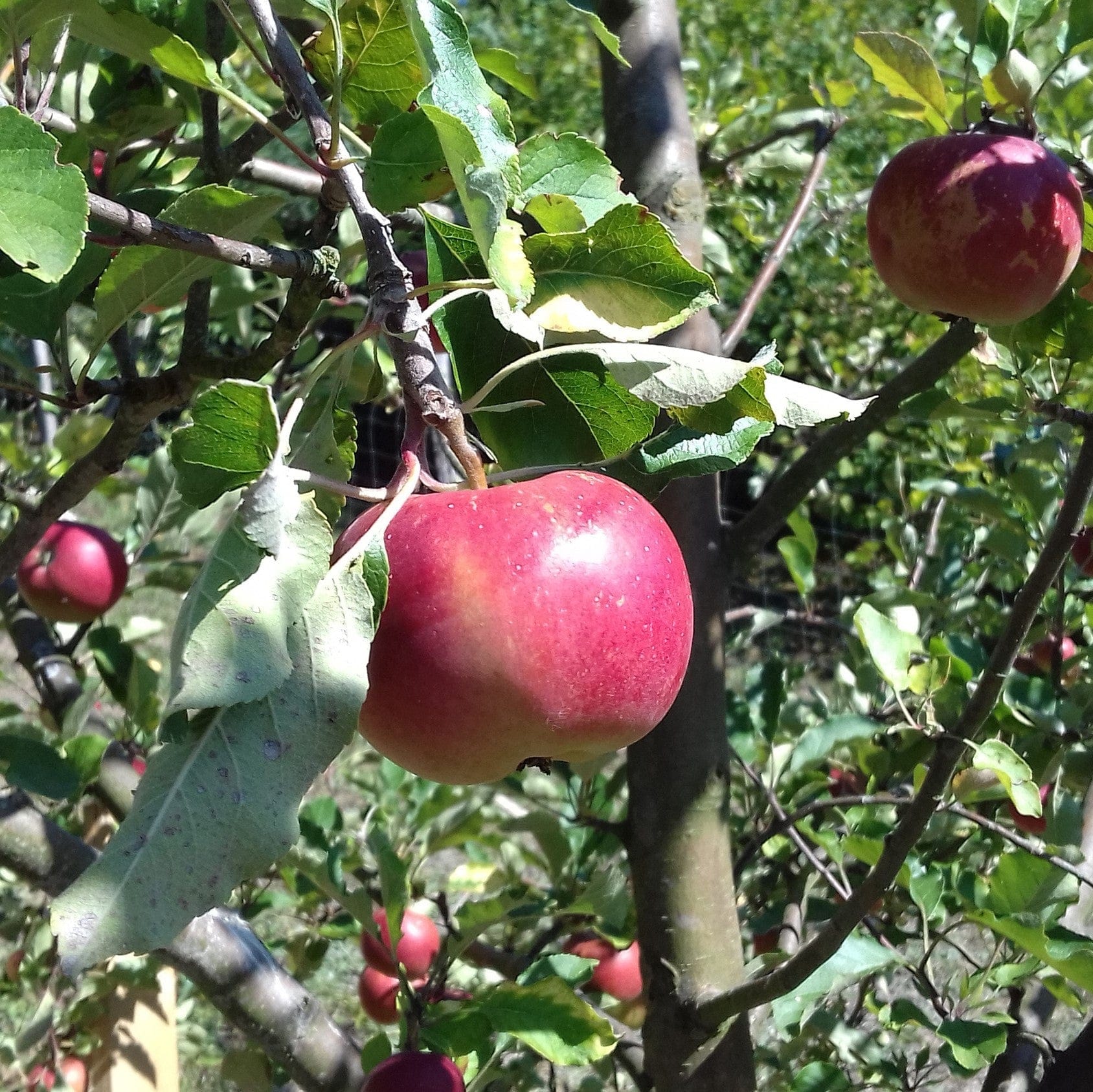 Honeycrisp and Melrose Apple Bundle (3 Trees) - Image 2