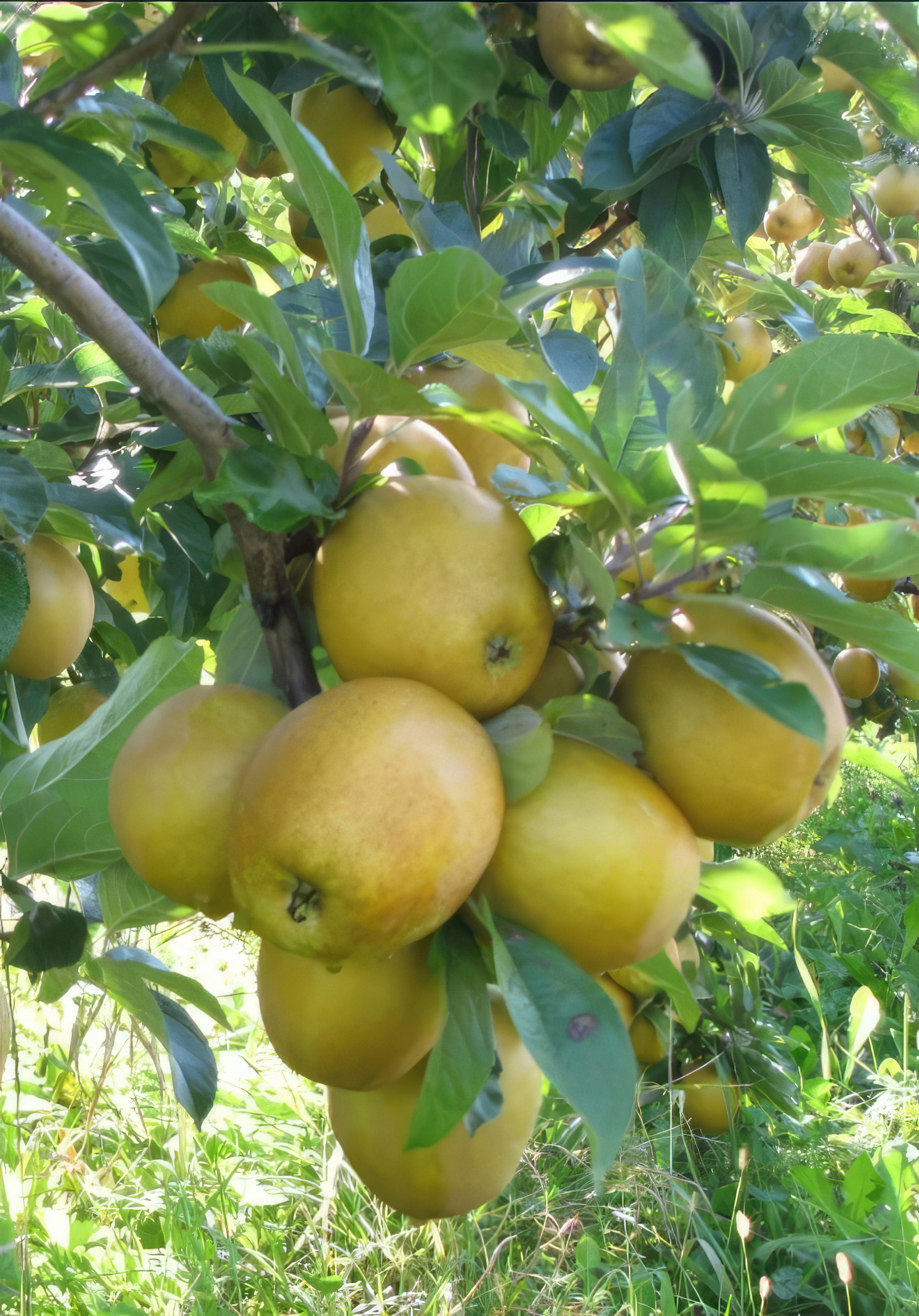 Hudson's Golden Gem Apple