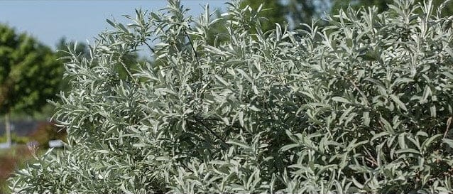 Iceberg Alley® Salix First Editions®