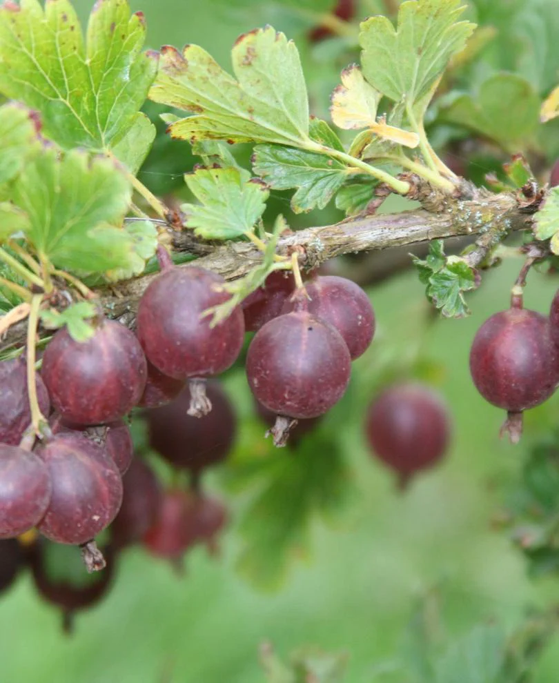 Jeanne Gooseberry