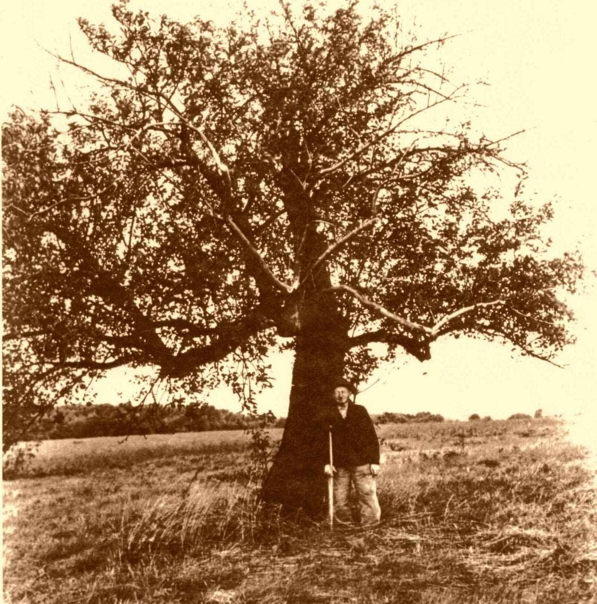 Johnny Appleseed Apple