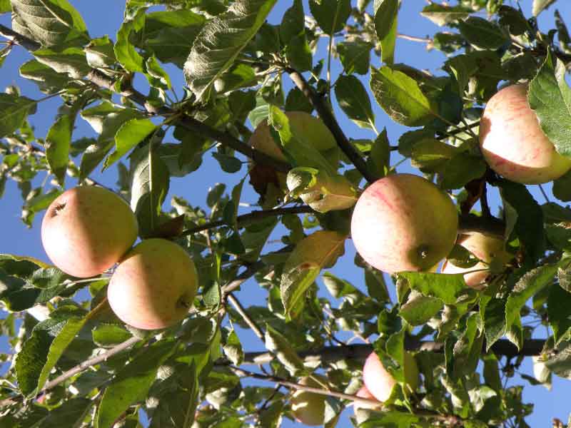 Johnny Appleseed Apple - Image 2