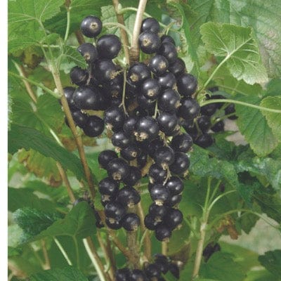 Kantata 50 Black Currant