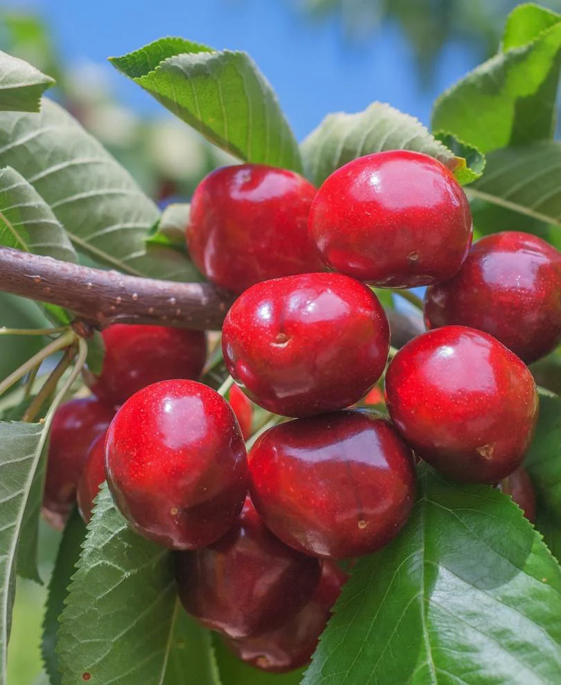 Lapins Cherry