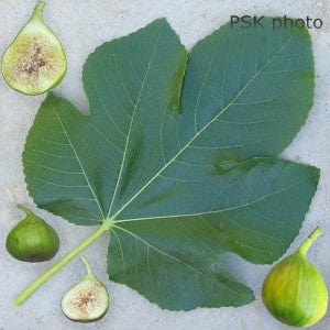 Lattarula Fig - Image 3