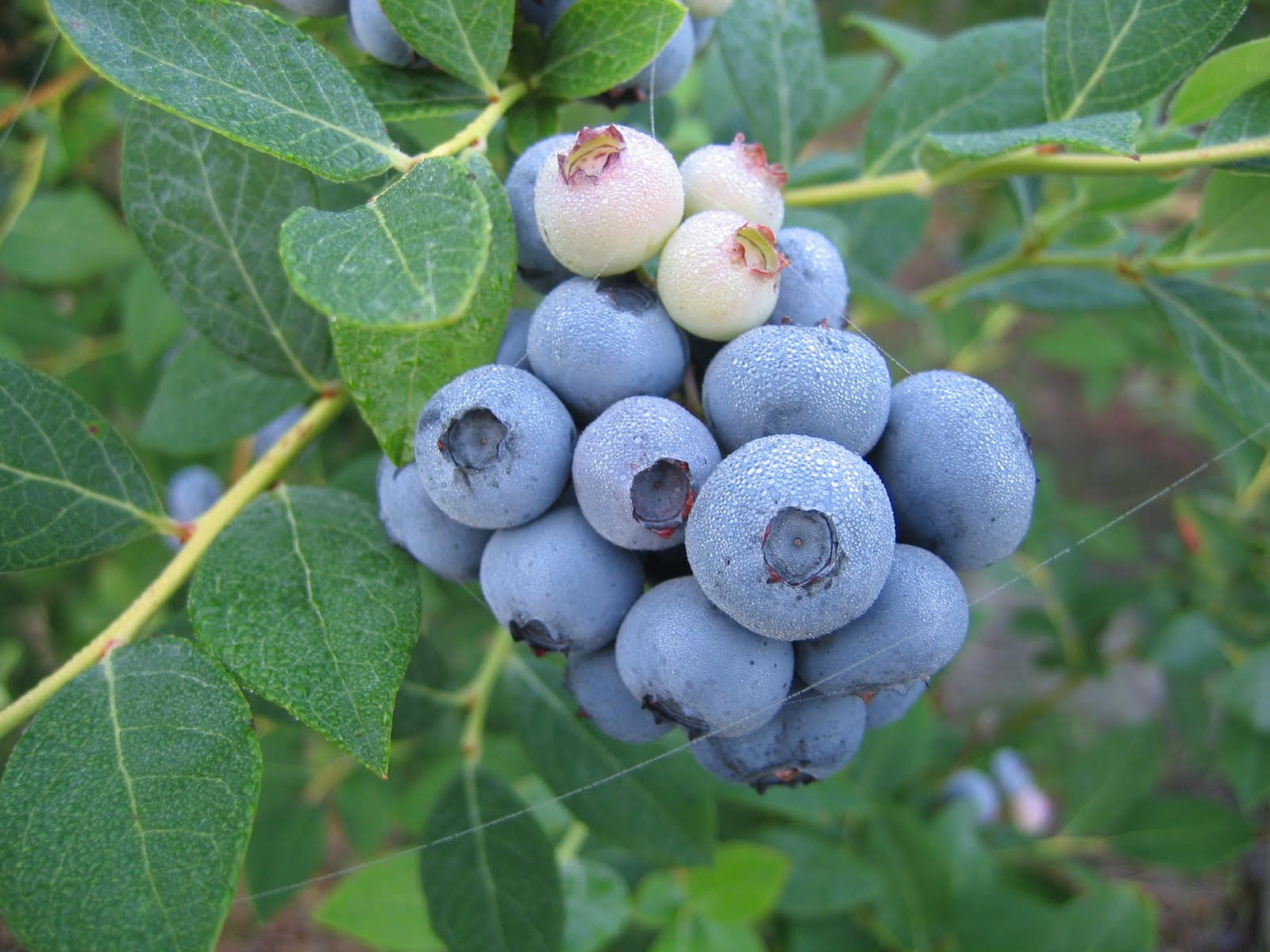 Legacy Blueberry