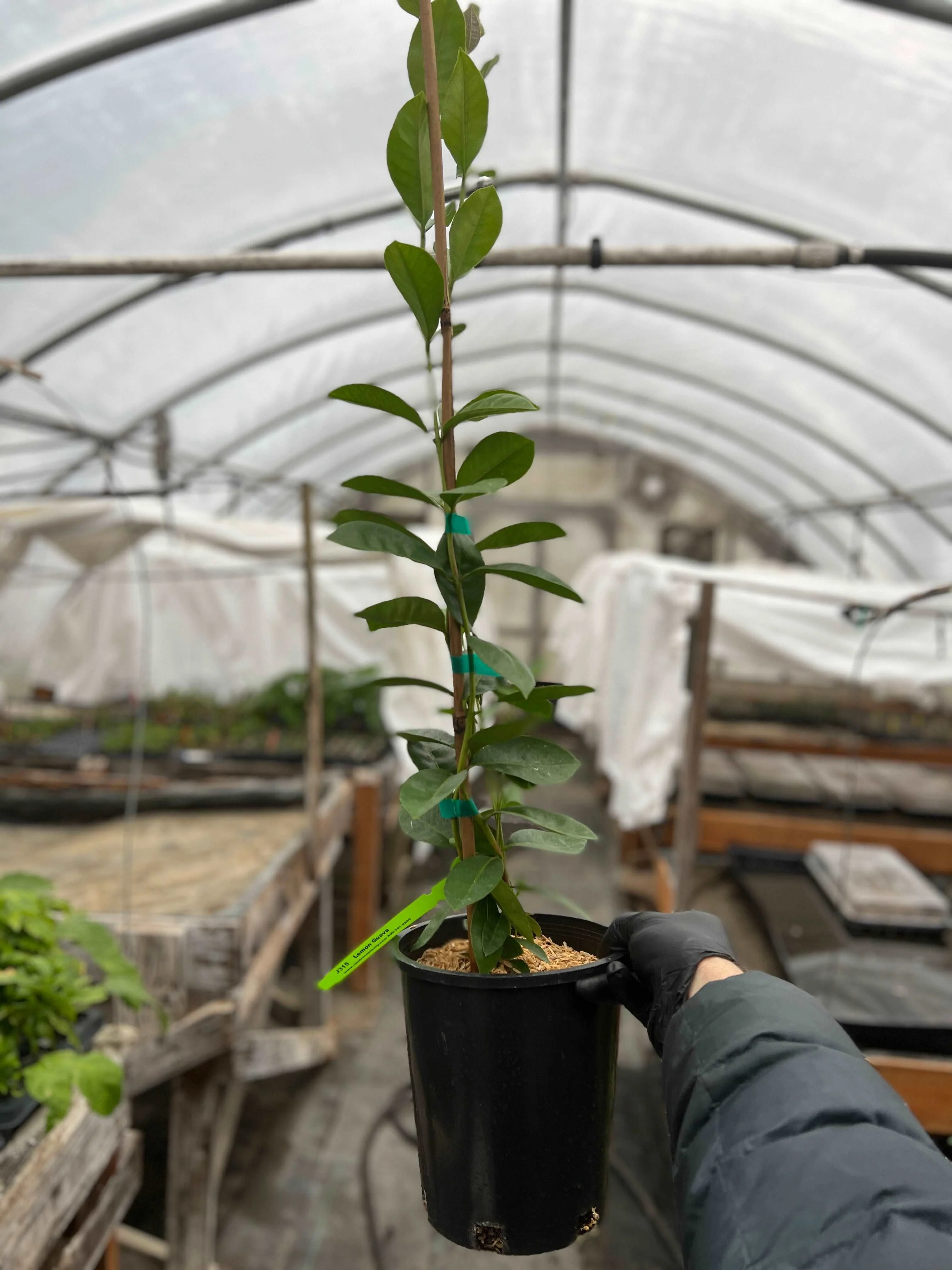 Lemon Guava - Image 3