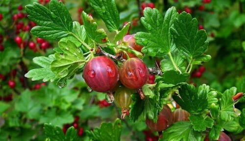 Little Ben Gooseberry