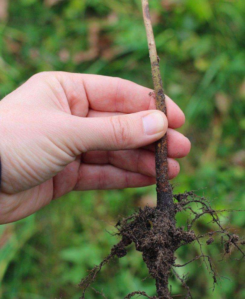 Lovell Peach Seedling Rootstock