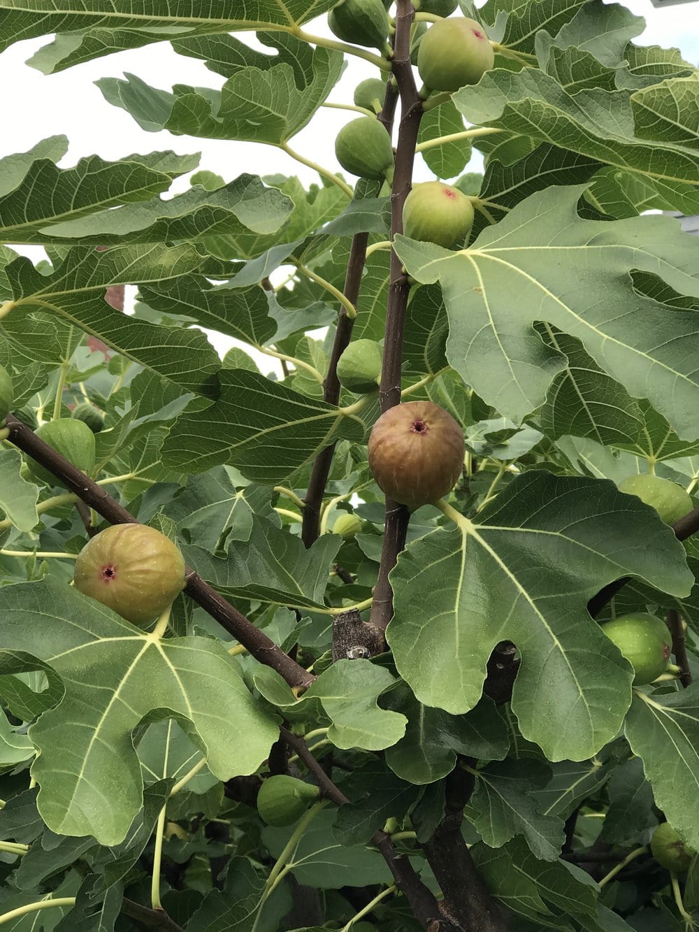 Madeleine des deux saisons Fig