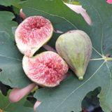 Madeleine des deux saisons Fig - Image 2