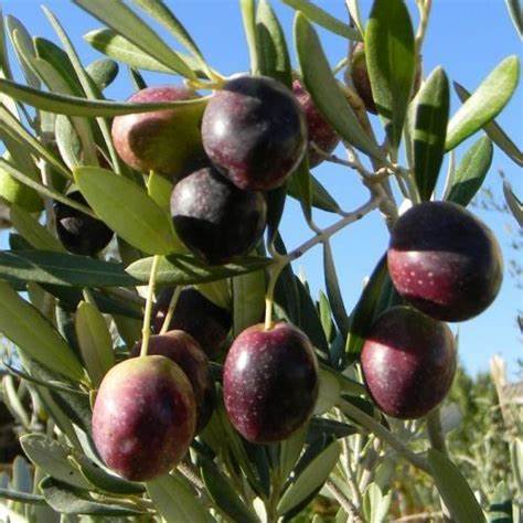 Manzanillo Olive