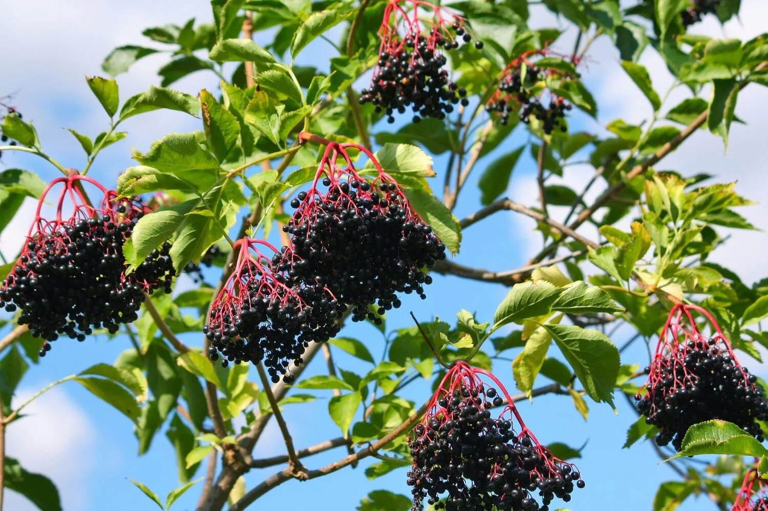 Marge Elderberry