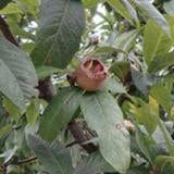 Marron⢠Medlar
