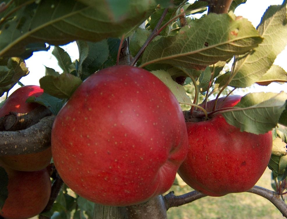 Melrose Apple