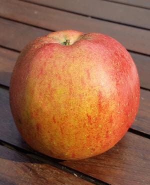 Melrose Apple - Image 2